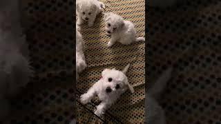 Bichon Frise Puppy Play at 46 days old