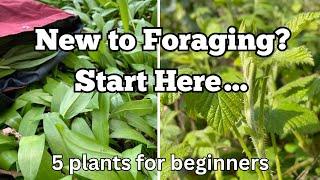 New to Foraging? Start Here! 5 Plants for Absolute Beginners