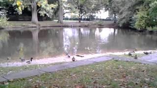 Enten im Stadtpark