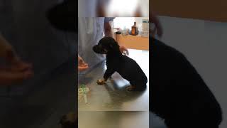 Frightened Puppy Gets Rescued 