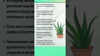 Народные ПРИМЕТЫ про АЛОЭ #shorts