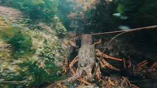 Diving the Wellington South Coast NZ - Taputeranga Marine Reserve