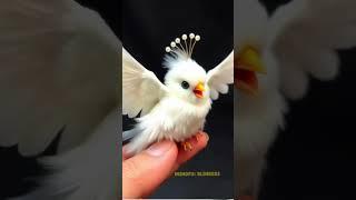 cute bird #shorts #shortvideo #birds #cutebirds #viralshorts #fyp #beautiful #nature