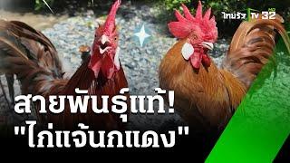 หนึ่งเดียวในโลก "ไก่แจ้นกแดง" : ของดีเกษตรบ้านเรา | 20 ก.ย. 67 | ห้องข่าวหัวเขียว