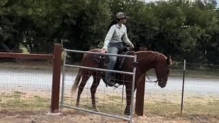 Training the mind of a fidgety Horse to open a gate.