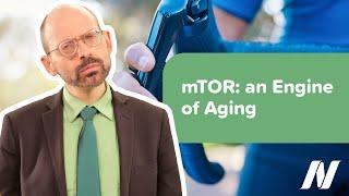 The Enzyme mTOR as an Engine of Aging