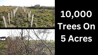 Planting the 10,000th tree on the croft!