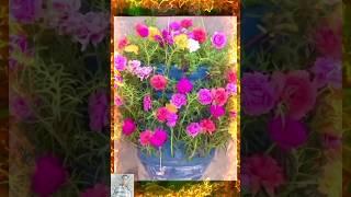 Gardening ideas plants_flowers #short #flowers #gardening #garden #seedsplants33 #plants