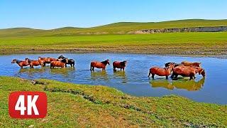 China's amazing INNER MONGOLIA grasslands by drone. NEW in 4K resolution!
