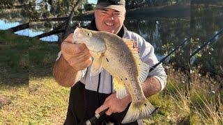 Yellowbelly in the Maranoa, Mitchell Queensland