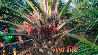 GELENG KEPALA PETANI PEMULA LIHAT BUAH NYA, PANEN SAWIT UMUR 6TAHUN