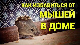 Как избавиться от мышей в доме. Просто дневник Константиновой.