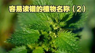 盘点那些容易读错的植物名称（2），你能读对几个？