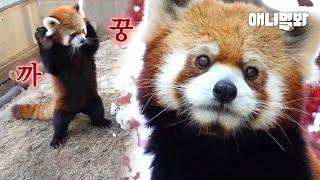 레서판다들이 친구끼리만 하는 귀여운 행동 (2:57 심쿵 모먼트..)ㅣSomething That Cute Lesser Pandas Do With Friends Only