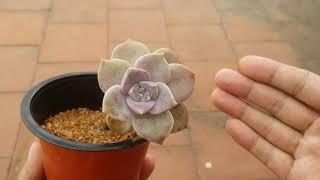 || FASTER METHOD OF PROPAGATION COMPARED TO LEAF PROPAGATION || PURPLE DELIGHT ||