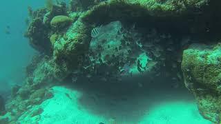 Hol Chan. Caye Caulker (by Snorkeling Quest)