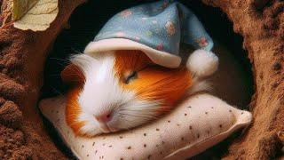 Do Guinea Pigs Hibernate?