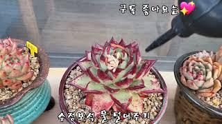 #위급상황#삐옹 삐이옹#해뜨기전수정보석물털어주기 물로인해#화상입는다구요#