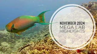 November 2024 Highlights 4k |  MEGA Lab Cam | Hawaii live stream