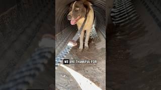 This Thanksgiving, we’re overwhelmed with gratitude—for every dog saved