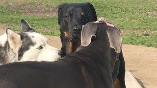 Bandog, Rott & Husky Enjoy Life & Meet Rescued Stray PitBull