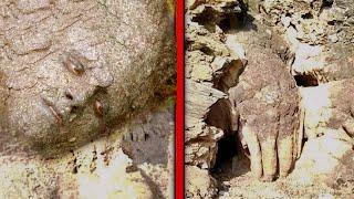 This Disturbing Discovery of the Petrified Giant in the Grand Canyon Needs an Explanation