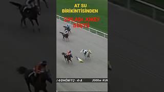 AT SU BİRİKİNTİSİNDEN ZIPLADI JOKEY DÜŞTÜ.!!!