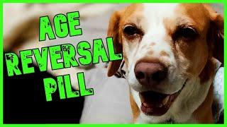 STUDY: Age Reversal Pill WORKS In Dogs | The Kyle Kulinski Show