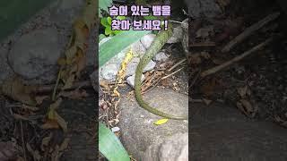 현관 앞에 (뱀이 나타 났어요 !) 숨어 있는 뱀을 찾아 보세요 ? #shorts #강아지 #반려견 #애견영상