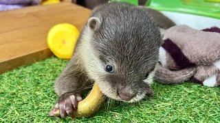 Baby otter starts talking because the loach is so delicious!