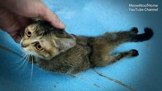 Paralyzed kitten shivers on the roadside, but after 6 months at home, it walks. Vet: It's a miracle