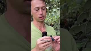 Foraging talk - wild grapes.