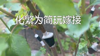 【跟我一起玩嫁接之一】最简单最高成功率的嫁接方法｜嫁接基本知识｜搞清关键知识点形成层