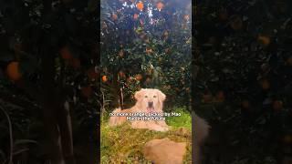 Meet Mao MaoMao Mao's Orange Picking Journey! #foryou #animals #shorts #shortvideo #dog #cute