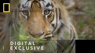 Tigers - Everything You Need To Know | 101 Facts | National Geographic Wild UK