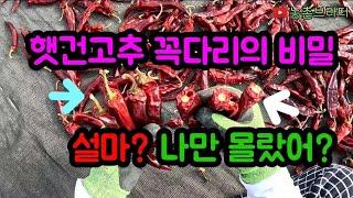 햇 건고추 살 때 농사짓는 농부 입장에서 꼭다리 비밀? 이것만 알고 사도 햇건고추 구입시에 생각이 달라집니다? 2024년 햇 건고추 좋은 것 골라 사봅시다^^