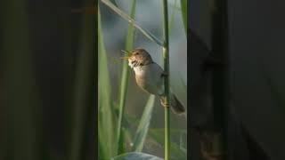 A Blyth’s warbler (Acrocephalus dumetorum) singing