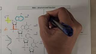 RNA introduction