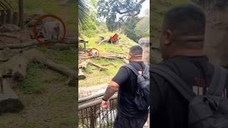 Human vs. Baboon: An Unexpected Showdown