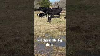 Checking the herd after big rain storm #cattle #texas #rain #cow #calf
