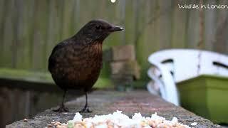 Female Blackbird calling