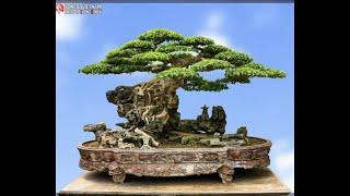 50 TÁC PHẨM CÂY BONSAI BÁM ĐÁ  ĐẸP/50 BEAUTIFUL BONSAI TREE ARTWORKS WITH STONE/50個美麗的石盆景樹作品