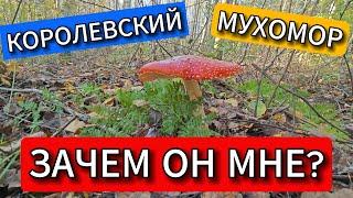  ЗАЧЕМ Я СОБИРАЮ КОРОЛЕВСКИЕ МУХОМОРЫ? ЭТО ЖЕ ЯДОВИТЫЙ ГРИБ!!! 