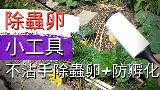 Get Rid of Squash Bug Eggs | Remove Bug Eggs【對付蟲卵】如何簡單處理南瓜蟲卵【不沾手除蟲卵】菜園除蟲小秘方+防止南瓜蟲卵孵化+膠帶抓蟲卵+隨手黏處理小蟲子