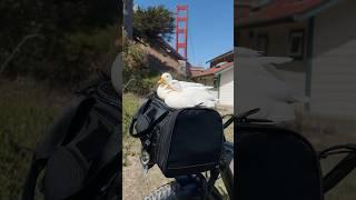 POV: You get your pet ducks an electric bike ​⁠@FIIDOEbikeOfficial #shorts