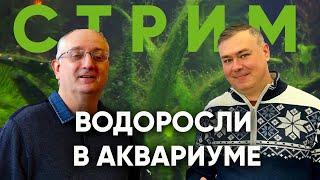 Водоросли в аквариуме. Стрим с Александром Ершовым