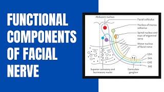 Functional components of Facial Nerve