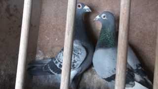 Racing Pigeon GERMANY KULBACKI 1, 2, 3, 4, 5, 6, we import only champions from Netherlands,Belgium