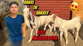 Bakri or bakrey ko zoo me khol deya