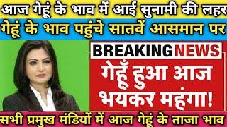 आज गेहूं के भाव में आई भयंकर तेजी । आज का गेहूं का भाव ।‌ gehun Mandi Bhav today । गेहूं मंडी भाव ।